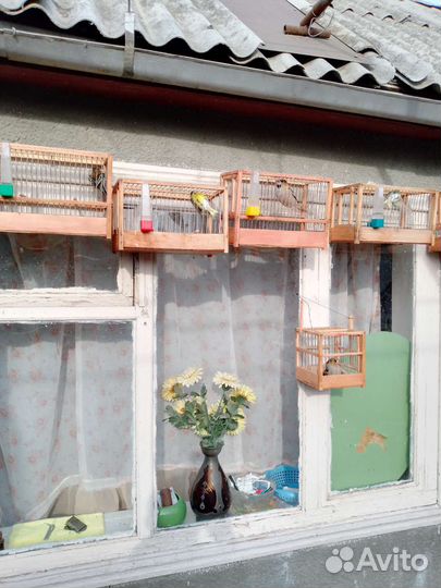 Певчие птицы