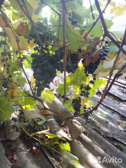 Виноград молдова на вино