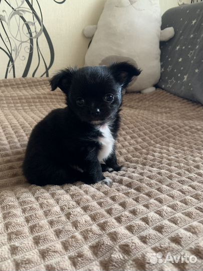 Щенок чихуахуа мини