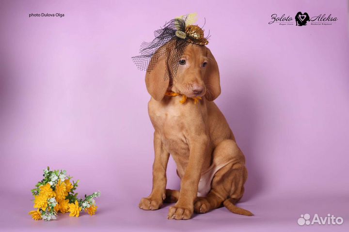 Малыши венгерской выжлы ожидают вас