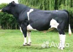 Бычки и быки 1 год