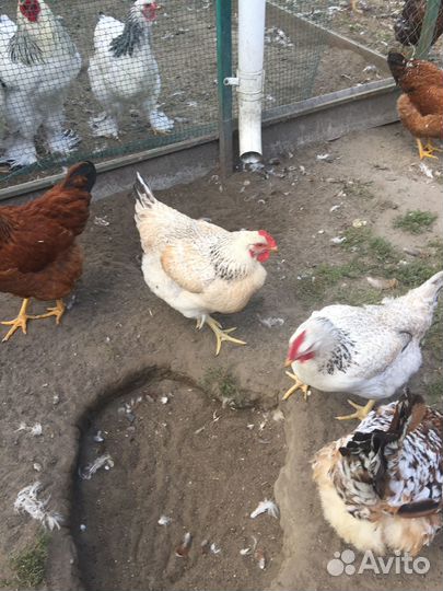 Продаются куры