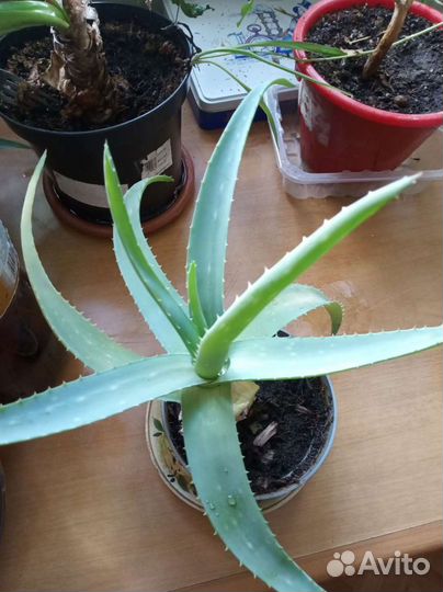 Комнатные растения разные