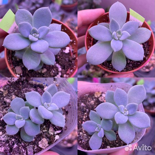 Суккуленты echeveria разные