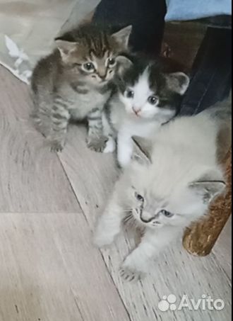 Котята отдам бесплатно