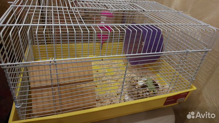 Продам джунгарика