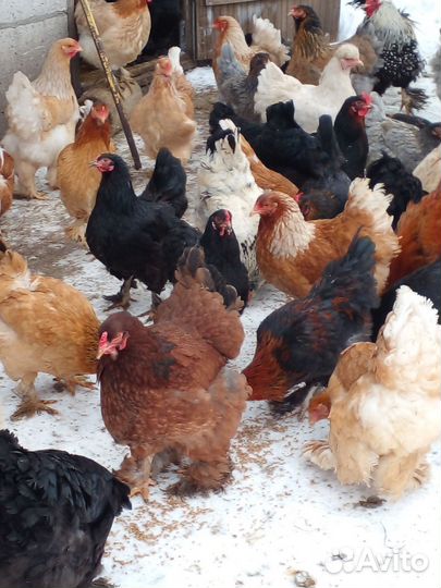 Цыплята и инкубационное яйцо