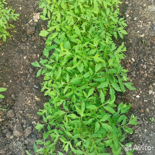 Рассада помидор, перец сладкий, баклажаны