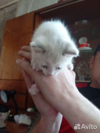 Кошка в дар бесплатно