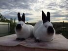 Кролики калифорнийские объявление продам