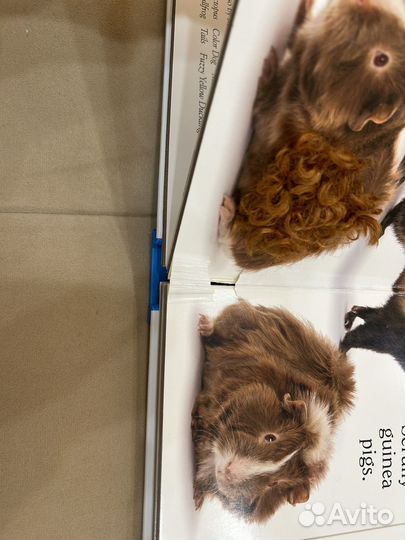 Мэтью ван Флит Pet на английском