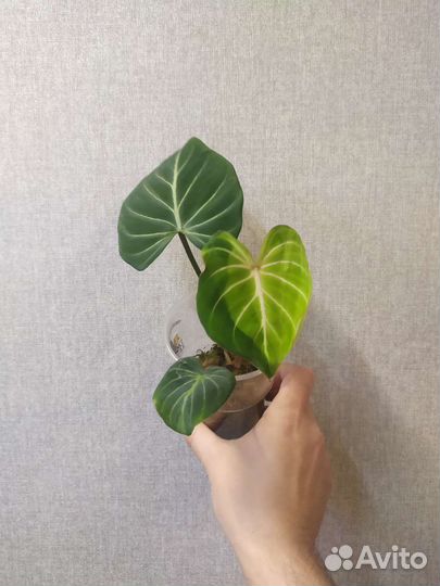 Philodendron gloriosum 'dark form'