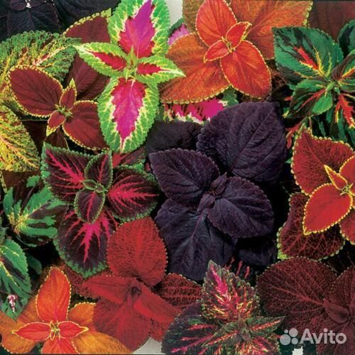 Колеусы сортовые