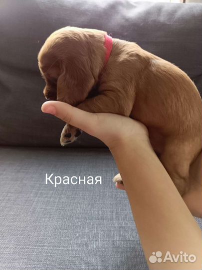 Английский кокер спаниель