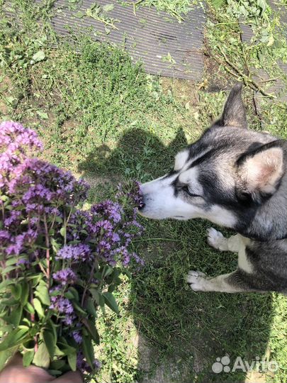 Собаки хаски