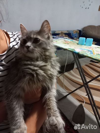 Котята в любящие руки