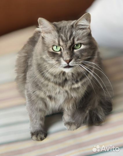 Зеленоглазый серый котик в добрые руки
