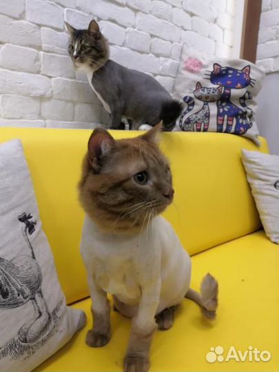 Стрижка животных