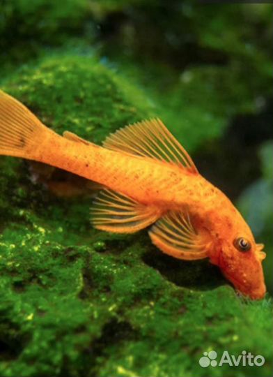 Аквариумные рыбки