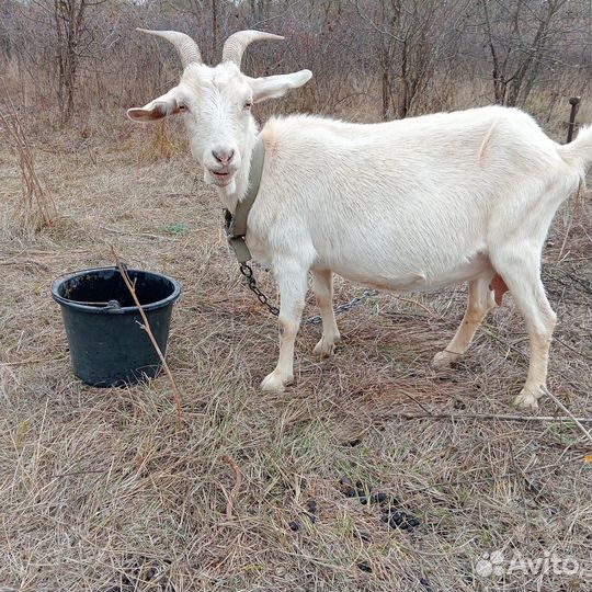 Коза дойная,козел