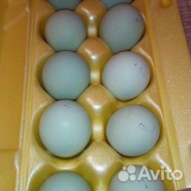 Инкубационное яйцо легбар