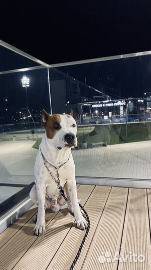 Амстафф вязка