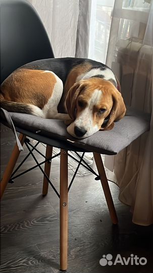 Щенок бигль мальчик