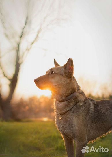 Собака в добрые руки отдам бесплатно