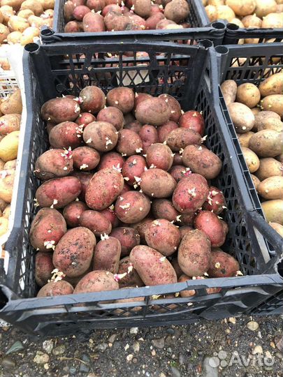 Семенной картофель