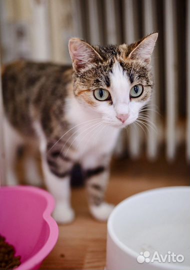 Каждый может потерять голову увидев нашу Нюшу)