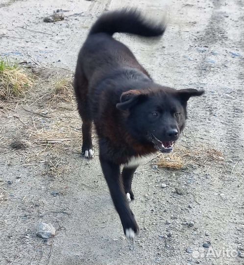 Собака в добрые руки щенок мальчик