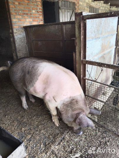 Продам хряка