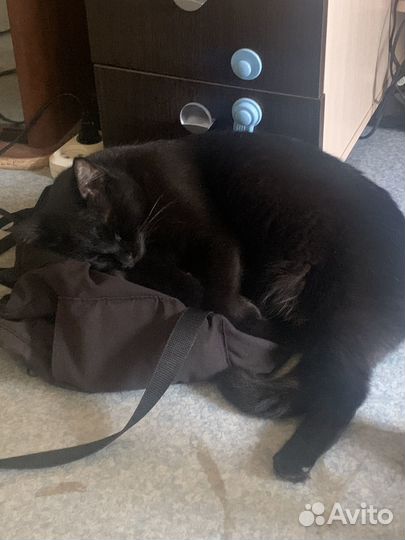 Отдам кота в добрые руки