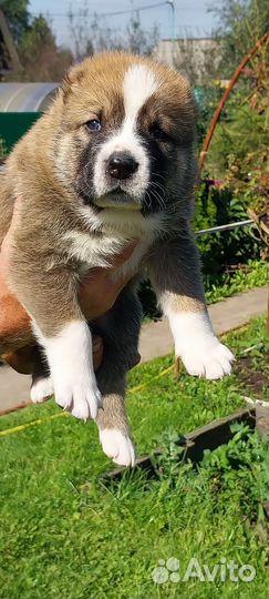 Щенки,алабай