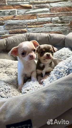 Щенки чихуахуа девочки