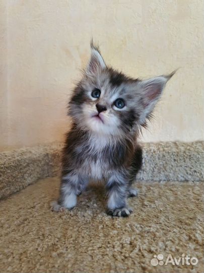 Мейн-кун котенок девочка