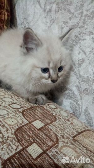 Кошки в добрые руки