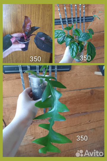 Хойи и другие растения