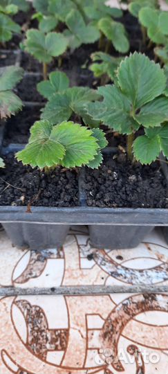 Клубника ремонтантная Альбион рассада