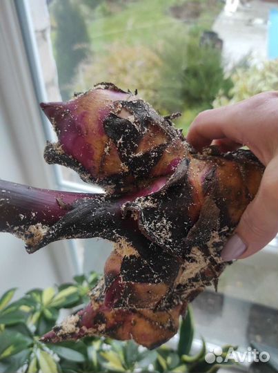 Цветы канны