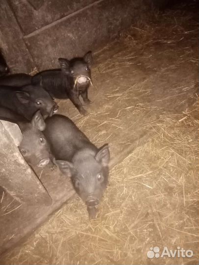 Вьетнамские вислобрюхие поросята
