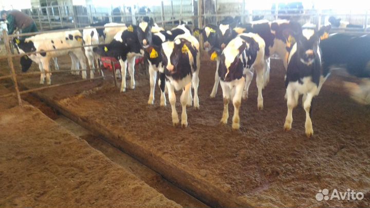 Телята Бычки