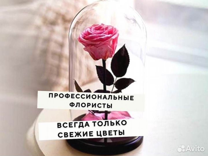 Роза в колбе. Новая