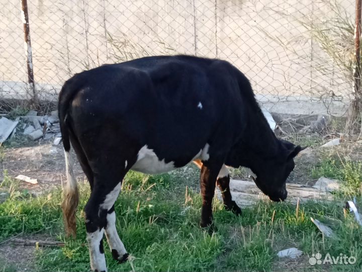 Корова телка