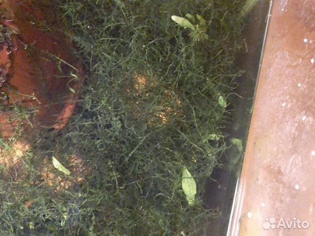 Продам яванский мох