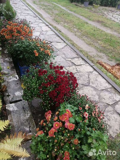 Хризантема мультифлора шаровидная, чере