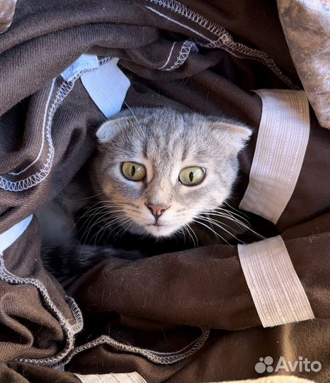 Кошка вислоухая