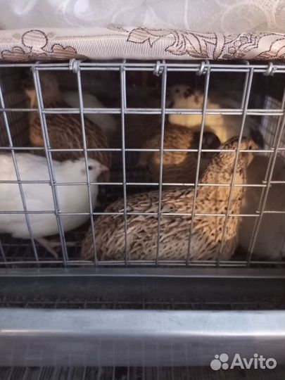 Яйца перепелиные инкубационное