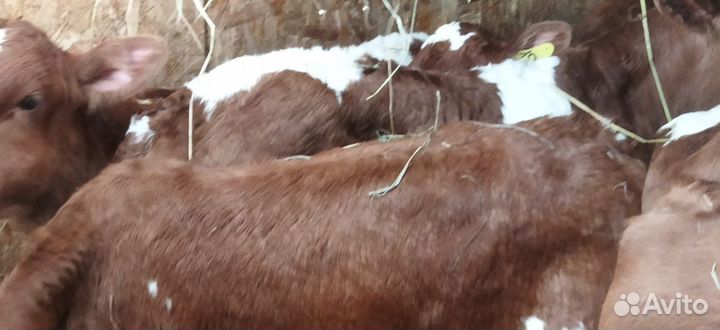 Телята с доставкой до двора за наш счёт