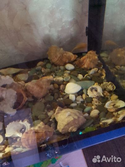 Аквариум